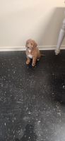 Golden Doodle Puppies for sale in Middletown, New York. price: $650
