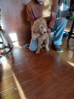Golden Doodle Puppies for sale in Eufaula, Oklahoma. price: $800