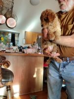 Golden Doodle Puppies for sale in Eufaula, Oklahoma. price: $1,000