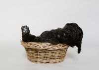 Golden Doodle Puppies for sale in Central Square, New York. price: $2,000