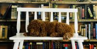 Golden Doodle Puppies for sale in Clewiston, Florida. price: $1,250