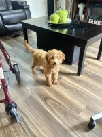 Golden Doodle Puppies for sale in Providence, Rhode Island. price: $1,200