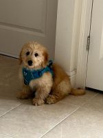 Golden Doodle Puppies for sale in Orlando, Florida. price: $2,000