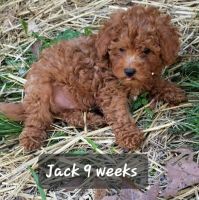 Golden Doodle Puppies for sale in Spencer, Indiana. price: $2,000
