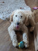 Golden Doodle Puppies for sale in San Pedro, California. price: $1,000