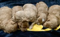 Golden Doodle Puppies Photos