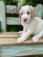 Golden Doodle Puppies for sale in Sherman, TX, USA. price: $950