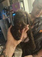 Golden Doodle Puppies for sale in Hudson, Florida. price: $1,500