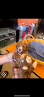 Golden Doodle Puppies for sale in Miami, Florida. price: $2,500