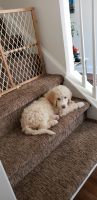Golden Doodle Puppies for sale in Warner Robins, GA 31088, USA. price: $600