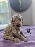 Golden Doodle Puppies for sale in Lexington, North Carolina. price: $1,000