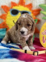 Golden Doodle Puppies for sale in Potterville, Michigan. price: $2,000