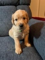 Golden Doodle Puppies for sale in Howell, Michigan. price: $1,200