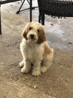 Golden Doodle Puppies for sale in Houston, Texas. price: $700