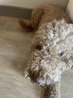 Golden Doodle Puppies for sale in Spring, Texas. price: $1,500