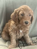 Golden Doodle Puppies for sale in Charlotte, North Carolina. price: $997