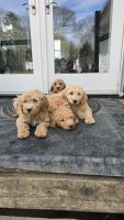 Golden Doodle Puppies for sale in Medford, New York. price: $1,200