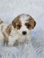 Golden Doodle Puppies for sale in Grabill, IN 46741, USA. price: $75,000