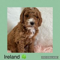 Golden Doodle Puppies for sale in Potterville, Michigan. price: $2,000