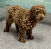 Golden Doodle Puppies for sale in Lake Worth, Florida. price: $1,595