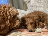 Golden Doodle Puppies for sale in Canton, Ohio. price: $950