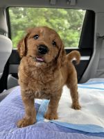 Golden Doodle Puppies for sale in Miami, Florida. price: $2,000