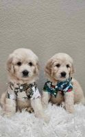 Golden Doodle Puppies for sale in Mesquite, Texas. price: $1,500