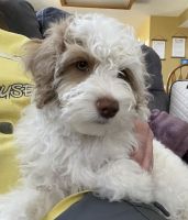 Golden Doodle Puppies for sale in Layton, UT, USA. price: $600