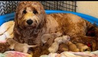 Golden Doodle Puppies for sale in Rowlett, Texas. price: NA
