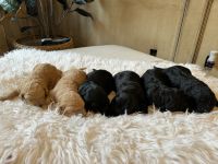Golden Doodle Puppies for sale in Beaumont, Texas. price: $800