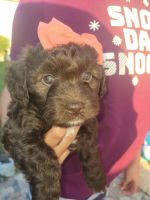 Golden Doodle Puppies for sale in Orlando, Florida. price: $2,700
