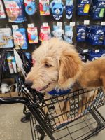 Golden Doodle Puppies for sale in Ormond Beach, Florida. price: $900