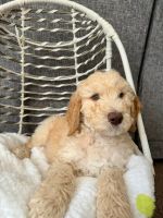 Golden Doodle Puppies for sale in Moreno Valley, California. price: $1,600
