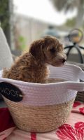 Golden Doodle Puppies for sale in Ocala, Florida. price: $1,500