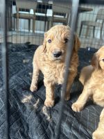 Golden Doodle Puppies for sale in Vancouver, Washington. price: $650