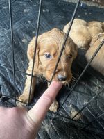 Golden Doodle Puppies for sale in Vancouver, Washington. price: $650