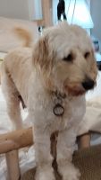 Golden Doodle Puppies for sale in Talmo, Georgia. price: $1,500