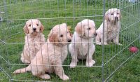 Golden Doodle Puppies for sale in Napoleon, Michigan. price: $600