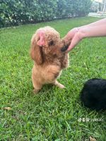 Golden Doodle Puppies for sale in Miami, Florida. price: $1,500