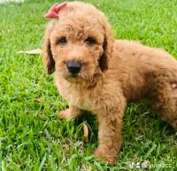 Golden Doodle Puppies for sale in Miami, Florida. price: $1,300