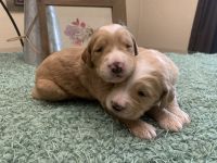 Golden Doodle Puppies for sale in Ceres, CA, USA. price: $1,500
