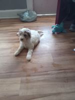 Golden Doodle Puppies for sale in Asheville, NC 28806, USA. price: $600