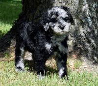 Golden Doodle Puppies for sale in Glasgow, Kentucky. price: $500