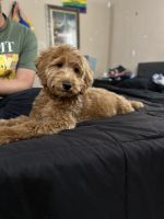 Golden Doodle Puppies for sale in West Hollywood, California. price: $2,500