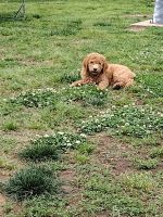 Golden Doodle Puppies for sale in Eufaula, Oklahoma. price: $600