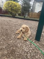Golden Doodle Puppies for sale in Manassas, VA, USA. price: $900