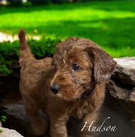 Miniature F1 bb Goldendoodles