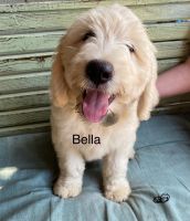 Golden Doodle Puppies for sale in Honey Grove, PA 17035, USA. price: $500