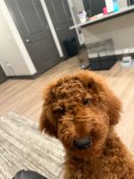 Golden Doodle Puppies for sale in Cumming, GA 30040, USA. price: $400