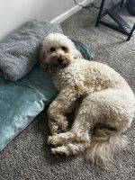 Golden Doodle Puppies for sale in Dacula, GA 30019, USA. price: NA